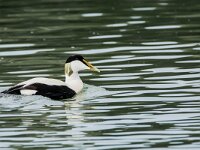 Somateria mollissima 100, Eidereend, adult, male, Saxifraga-Theo Verstrael