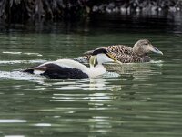 Somateria mollissima 102, Eidereend, adult, Saxifraga-Theo Verstrael