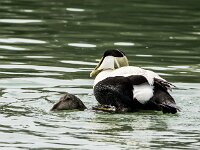 Somateria mollissima 103, Eidereend, adult, Saxifraga-Theo Verstrael