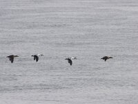 Somateria mollissima 11, Eidereend, Saxifraga-Willem Jan Hoeffnagel