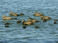 Somateria mollissima 13, Eidereend, Saxifraga-Piet Munsterman