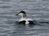 Somateria mollissima 16, Eidereend, Saxifraga-Bart Vastenhouw