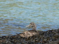 Somateria mollissima 19, female, Eidereend, Saxifraga-Jan van der Straaten