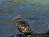 Somateria mollissima 20, female, Eidereend, Saxifraga-Jan van der Straaten