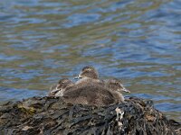 Somateria mollissima 22, juveniles, Eidereend, Saxifraga-Jan van der Straaten
