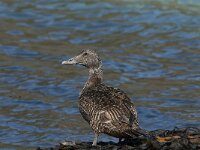 Somateria mollissima 23, female, Eidereend, Saxifraga-Jan van der Straaten
