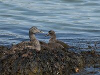 Somateria mollissima 25, female, Eidereend, Saxifraga-Jan van der Straaten