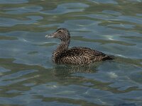 Somateria mollissima 26, female, Eidereend, Saxifraga-Jan van der Straaten