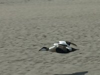 Somateria mollissima 29, Eidereend, Saxifraga-Willem van Kruijsbergen