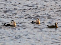 Somateria mollissima 33, Eidereend, Saxifraga-Bart Vastenhouw