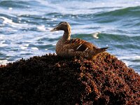 Somateria mollissima 34, Eidereend, Saxifraga-Bart Vastenhouw