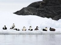 Somateria mollissima 35, Eidereend, Saxifraga-Bart Vastenhouw