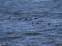 Somateria mollissima 40, Eidereend, Saxifraga-Peter Meininger