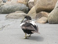 Somateria mollissima 41, Eidereend, Saxifraga-Rutger Barendse