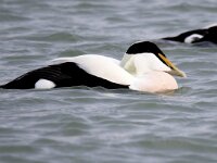 Somateria mollissima 54, Eidereend, Saxifraga-Bart Vastenhouw