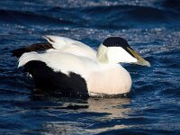 Somateria mollissima 66, Eidereend, Saxifraga-Bart Vastenhouw