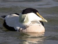 Somateria mollissima 69, Eidereend, Saxifraga-Bart Vastenhouw