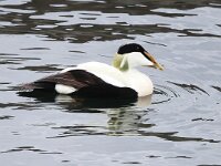 Somateria mollissima 75, Eidereend, Saxifraga-Bart Vastenhouw