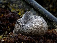 Somateria mollissima 76, Eidereend, Saxifraga-Bart Vastenhouw