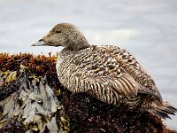 Somateria mollissima 79, Eidereend, Saxifraga-Bart Vastenhouw