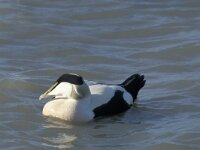Somateria mollissima 8, Eidereend, male, Saxifraga-Piet Munsterman