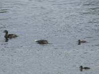 Somateria mollissima 86, Eider, Saxifraga-Willem van Kruijsbergen