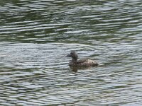 Somateria mollissima 88, Eider, Saxifraga-Willem van Kruijsbergen