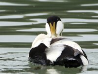 Somateria mollissima 93, Eidereend, adult, male, Saxifraga-Theo Verstrael