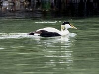 Somateria mollissima 99, Eidereend, adult, male, Saxifraga-Theo Verstrael