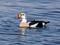 Somateria spectabilis 10, Koningseider, Saxifraga-Bart Vastenhouw