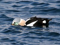 Somateria spectabilis 12, Koningseider, Saxifraga-Bart Vastenhouw