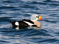 Somateria spectabilis 14, Koningseider, Saxifraga-Bart Vastenhouw