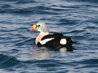 Somateria spectabilis 17, Koningseider, Saxifraga-Bart Vastenhouw