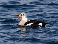 Somateria spectabilis 7, Koningseider, Saxifraga-Bart Vastenhouw