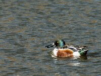 Spatula clypeata 101, Slobeend, adult, male, Saxifraga-Theo Verstrael