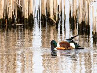 Spatula clypeata 104, Slobeend, adult, male, Saxifraga-Theo Verstrael
