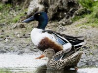 Spatula clypeata 111, Slobeend, adult, Saxifraga-Theo Verstrael