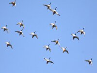 Spatula clypeata 22, Slobeend, Saxifraga-Peter Meininger