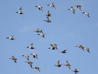 Spatula clypeata 23, Slobeend, Saxifraga-Peter Meininger