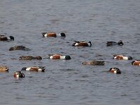 Spatula clypeata 40, Slobeend, Saxifraga-Henk Baptist