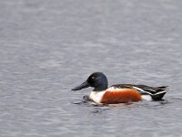 Spatula clypeata 70, Slobeend, Saxifraga-Hans Dekker