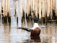 Spatula clypeata 80, Slobeend, adult male, Saxifraga-Theo Verstrael