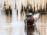 Spatula clypeata 81, Slobeend, adult male, Saxifraga-Theo Verstrael