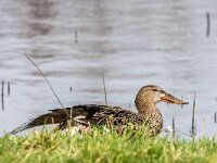 Spatula clypeata 91, Slobeend, adult, female, Saxifraga-Theo Verstrael