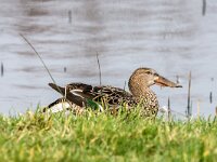 Spatula clypeata 92, Slobeend, adult, female, Saxifraga-Theo Verstrael