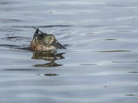 Spatula clypeata 95, Slobeend, adult, male in eclips plumage, Saxifraga-Theo Verstrael