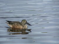 Spatula clypeata 97, Slobeend, adult, male in eclips plumage, Saxifraga-Theo Verstrael