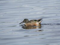 Spatula clypeata 99, Slobeend, adult, male in eclips plumage, Saxifraga-Theo Verstrael