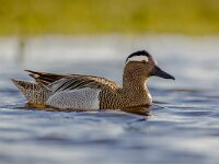 Male garganey duck  Male garganey duck (Anas querquedula) in early morning sun. This is a small dabbling duck. It breeds in much of Europe and western Asia. : Netherlands, anas, animal, april, asia, beak, bill, bird, black, breeding, british, brown, courtship, duck, england, europe, fauna, feather, feeding, foraging, france, fresh, freshwater, garganey, germany, horizontal, lake, male, may, migratory, nature, outdoors, park, plumage, querquedula, reflection, russia, summer, swimming, two, uk, water, waterbird, waterfowl, wetland, white, wild, wildfowl, wildlife