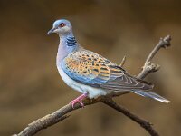 Turtle dove on branch  Turtle dove (Streptopelia turtur) perched on a branch and looking out for danger : Netherlands, alert, angus, animal, animals, auchmithie, background, beak, beauty, biology, bird, birds, birdwatching, black, colorful, croatia, dove, environment, european, feather, france, germany, horizontal, natural, nature, one, ornithology, outdoors, outside, pigeon, portugal, scotland, spain, species, streptopelia, tortola, turtle, turtle-dove, turtur, vertebrate, watching, wild, wildlife, wing, wood, zomertortel, zoology